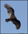 _2SB5009 turkey vulture